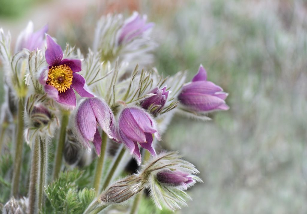 flower, flower background, beautiful flowers, plant, flower wallpaper, nature, flowers, summer, pasque flower, blossoms