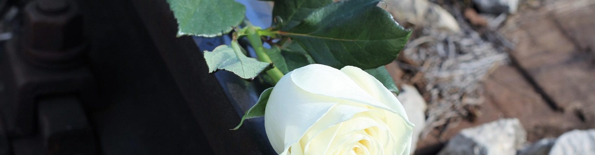 stop child suicide, white rose, railway, school stress, exam stress, academic sress, horror education system, ruthless education system, competitive education system, school pressure, home pressure, peer pressure, society pressure, pressure to be perfect, bad marks, bad grades, education can kill, toxic childhood, tragedy, deep sadness, depression, stop kids and teens neglect, stop physical abuse, stop emotional abuse, stop cyber bullying, stop bullying in schools, stop school violence, stop child abuse, stop teen abuse, save kids and teens, help kids and teens, protect kids and teens, give them a helping hand, talk with them, be nice to kids and teens, love