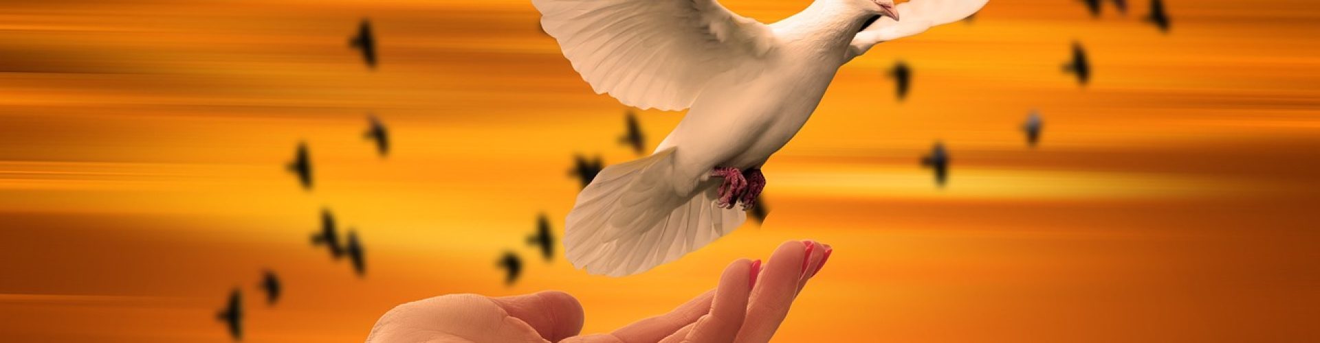 dove, freedom, peace, trust, prayer, soul, spiritual, nature, sunset, faith, concept