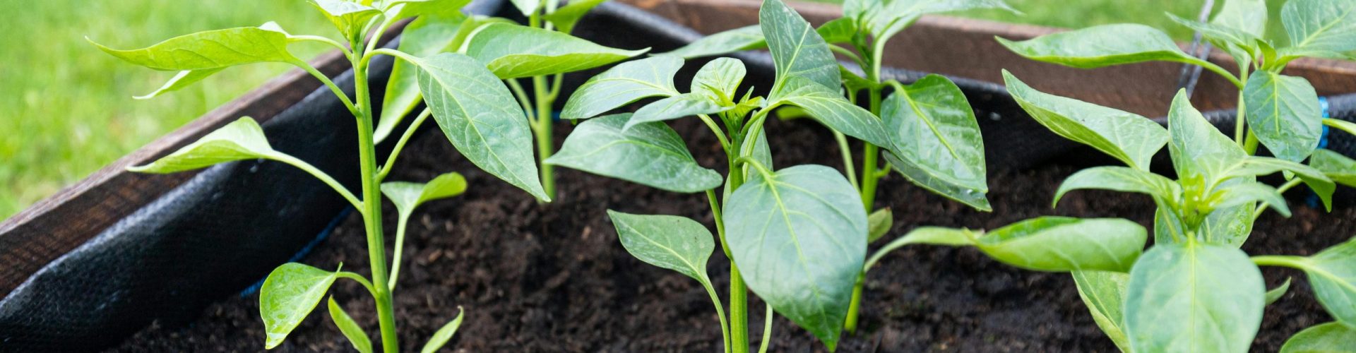 Close-up of young pepper plants thriving in an outdoor wooden planter box, showcasing vibrant green leaves.