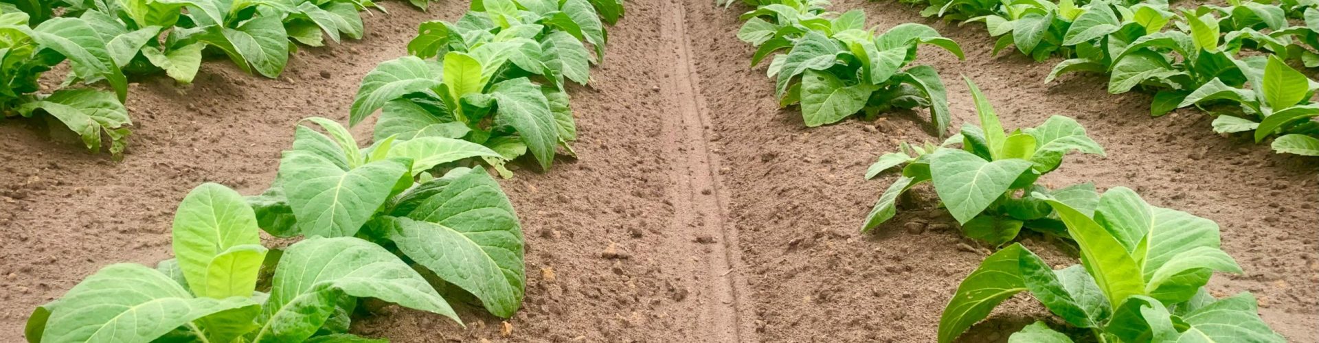 Vibrant tobacco plants growing in neat rows under a cloudy sky in Youngsville, North Carolina.